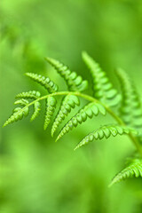 Closeup of ferns in public garden