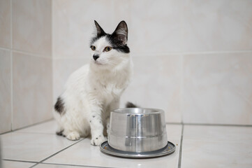 white and black cat sitting in the kitchen with a tall bowl of cat food