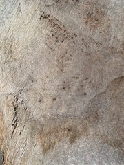 Natural Texture of palm bark close up. Smooth tropical background. Wooden texture.