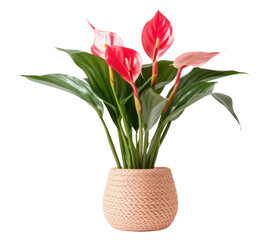 PNG  Elegant potted anthurium plant