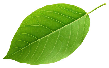 Fototapeta premium PNG Green leaf plant white background freshness.