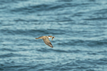 king fisher with fish fly over sea bird