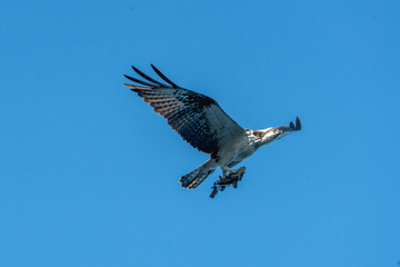 osprey in flight with fish
