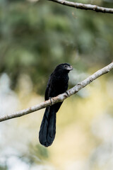 Groove-billed Ani bird in nature branch