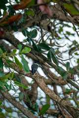 bird on a branch king fisher