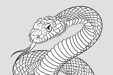 Hand drawn editable illustration of black and white linear snake with a long tongue and detailed scaled skin. Vintage poster with outline venomous reptile. Tattoo design, t-shirt print, sticker, etc