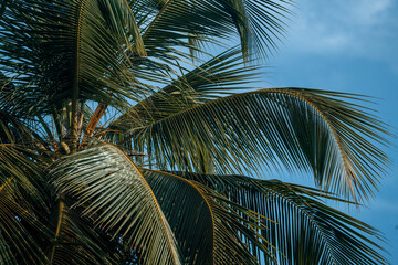 palm tree tropical background green and blue