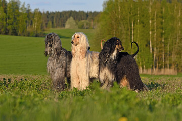 Group of colored Afghan Hound dogs