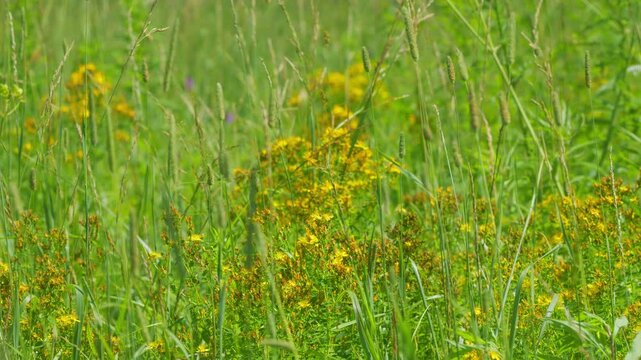 Yellow Blossoms Of Hypericum Perforatum. Medicinal Plant With Flower In Field. Gimbal shot.