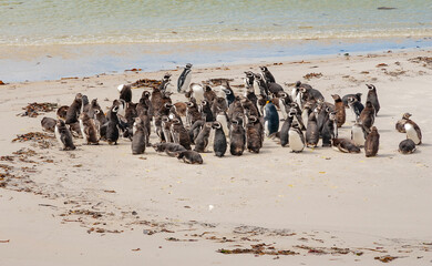 Magellanic penguin the Falkland Islands
