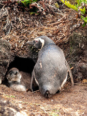 Magellanic penguin the Falkland Islands