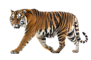 Fototapeta premium Impressive tiger with a strong stance and vivid stripes, showcasing its natural beauty isolated on transparent background