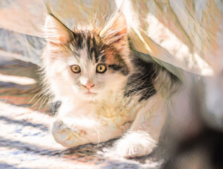 9 weeks old Maine Coon Cat kitten lying on carpet floor