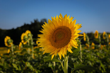 A Bee and the Sunflower