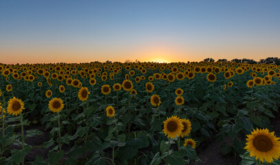 Obraz premium Sunset in Sunflower Field