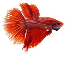 PNG Vibrant red Betta fish swimming