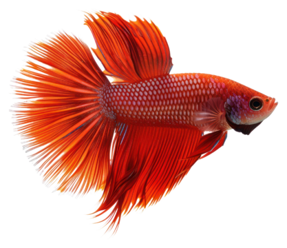 PNG Vibrant red Betta fish swimming