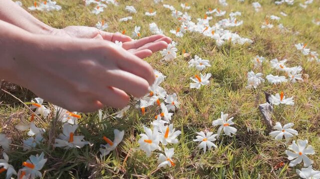 Slow motion footage of woman picking up white aromatic flowers from the field, a beautiful bright morning in the garden