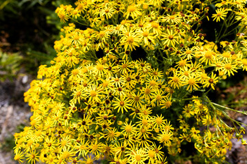 Yellow alpine flower bushel