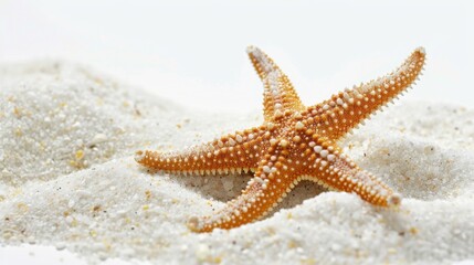 Serene Starfish on White Sand Beach