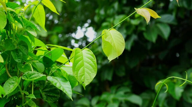 Green leaves swaying in the wind (Rangoon creeper leaves)