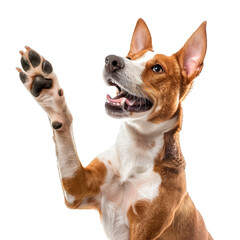 Smiling brown dog with raised front paw. Isolated on transparent background.