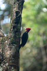 woodpecker bird in the tropical forest 