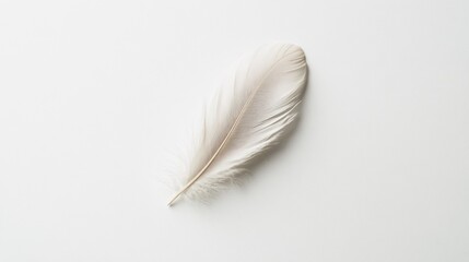 Obraz premium A delicate white feather resting on a clean, light background.