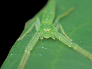 Green crab spider on the leaf seen from the front