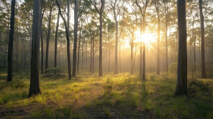 Fototapeta premium A serene forest scene with sunlight filtering through tall trees and misty surroundings.