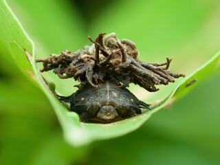 Tortoise beetle larvae on the leaves
