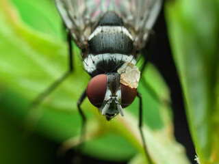 Flies with pebbles on their eyes