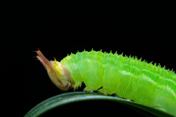 Green caterpillar on the leaf seen from the side