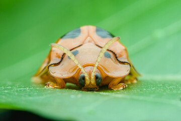 Tortoise beetle on the leaf seen from the front