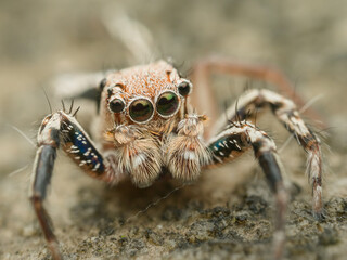Closeup jumping spider on the sandy ground