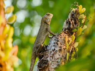Asian Gecko on a parasitic tree branch with the afternoon sunlight hitting his face