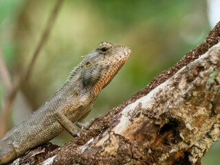 Asian Gecko on a parasitic tree branch
