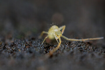 Spring tail cleaning its body on the rotten wood
