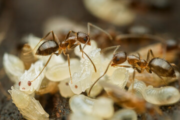 Ants on a pile of larvae colony on rotten wood