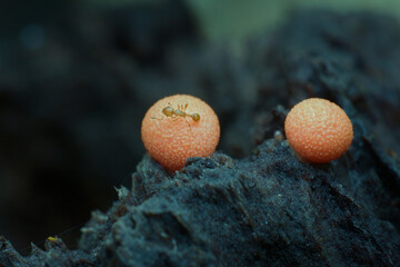 Little ant on the wolf's milk amoeba on the rotten wood