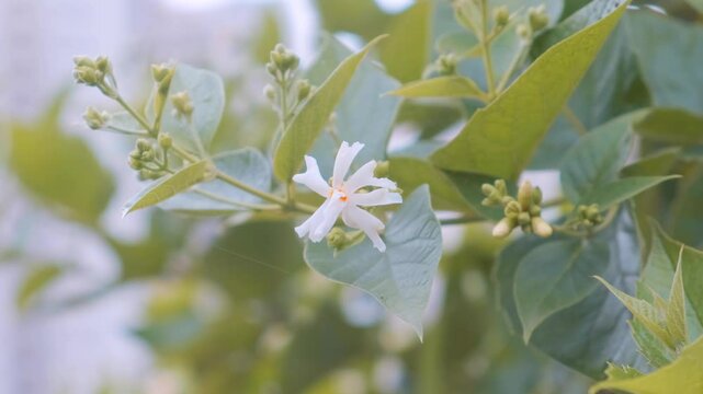 Cinematic slow motion footage of harshringar flower in the garden