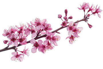 Redbud Flower Isolated on Clear Transparent Background Perfect for Floral Art and Botanical Designs or Nature Projects
