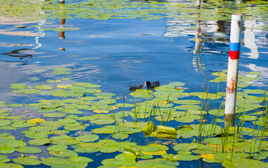 Łyska z młodym na 2024