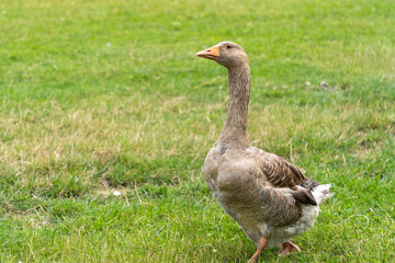 Greylag goose (Anser anser) walking in a green field