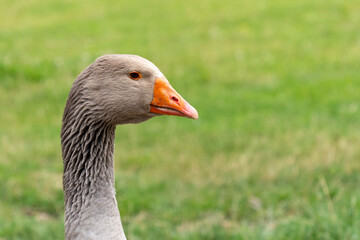 Gray goose (Anser anser) head with a green field in the background