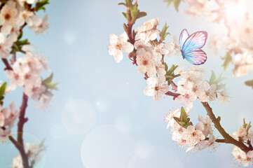 Flowering branches and petals on a blurred background with butterfly,