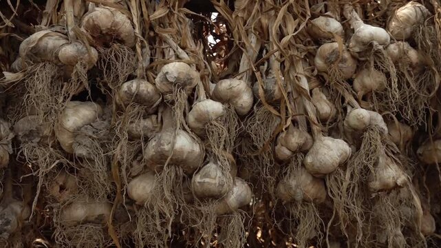 Harvested garlic hanging in bundles to dry. Garlic bulbs in italian farm