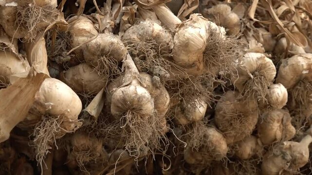 Harvested garlic hanging in bundles to dry. Garlic bulbs in italian farm