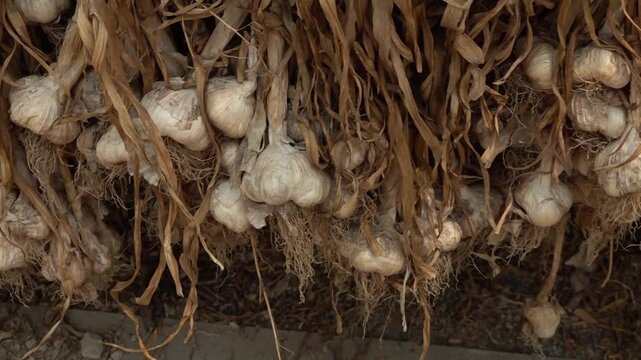Harvested garlic hanging in bundles to dry. Garlic bulbs in italian farm