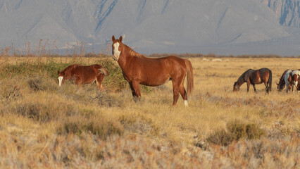 Las playitas Cuatro Cienegas, Coahuila, Mexico 